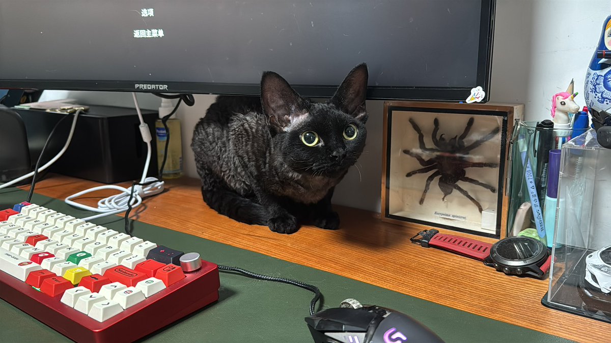 cc1221's tweet photo. 昨天月月过来玩 他真的好像魔女宅急便里的猫 可爱得像小精灵 https://t.co/OKrLGkYsxN