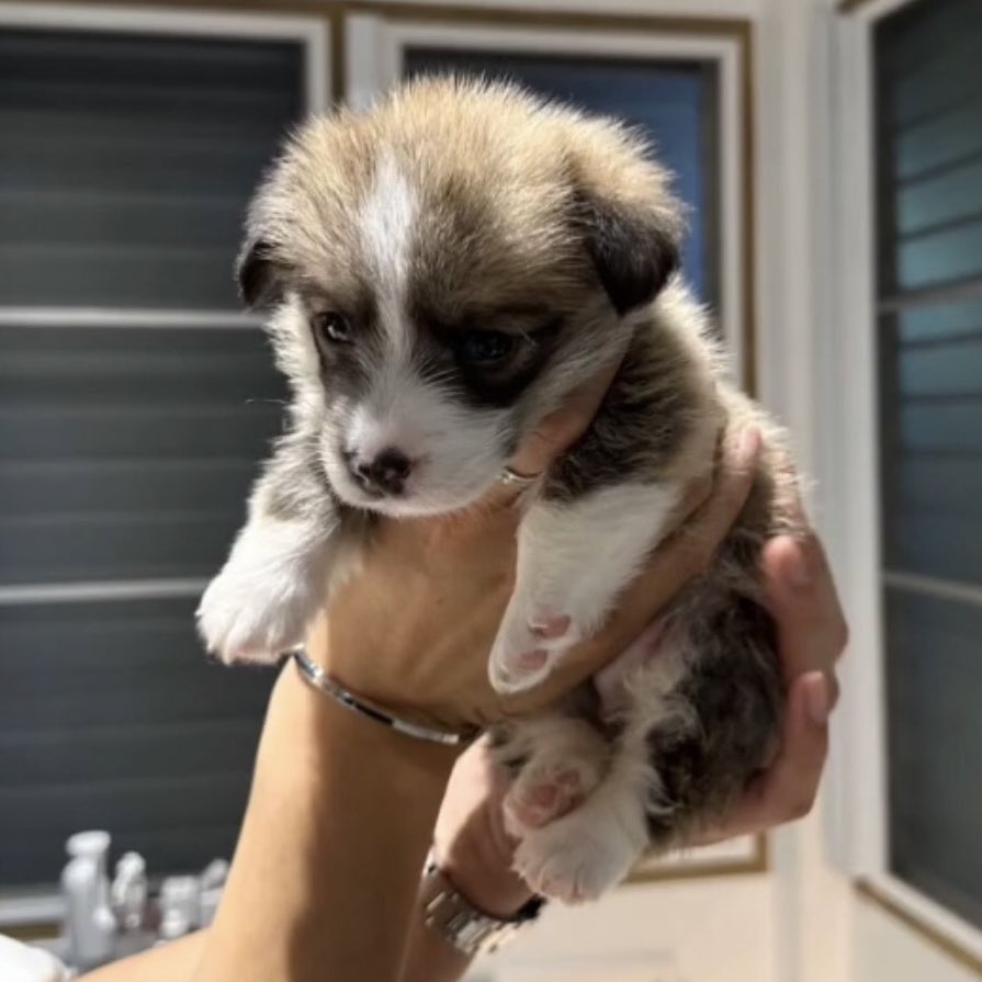 salmon_mewsu's tweet image. เมื่อก่อนตุลย์อุ้มแบบยกลอยทั้งตัวแค่2มือ ตัดมาที่ตอนนี้ ต้องเอาแขนรัดทั้งตัวและยกขึ้น (ถ้าให้ยกแบบรูปแรกคิดว่าข้อมือตุลย์น่าจะหัก อย่าเลย) (ห)มูชูลูกเอ้ยยยย น่ารักวุ้ยยยย🐶🤏🏼 #mushu #มูชู #MewTul #มิวตุลย์ @MSuppasit @octotul #MewSuppasit #Tul_Pakorn