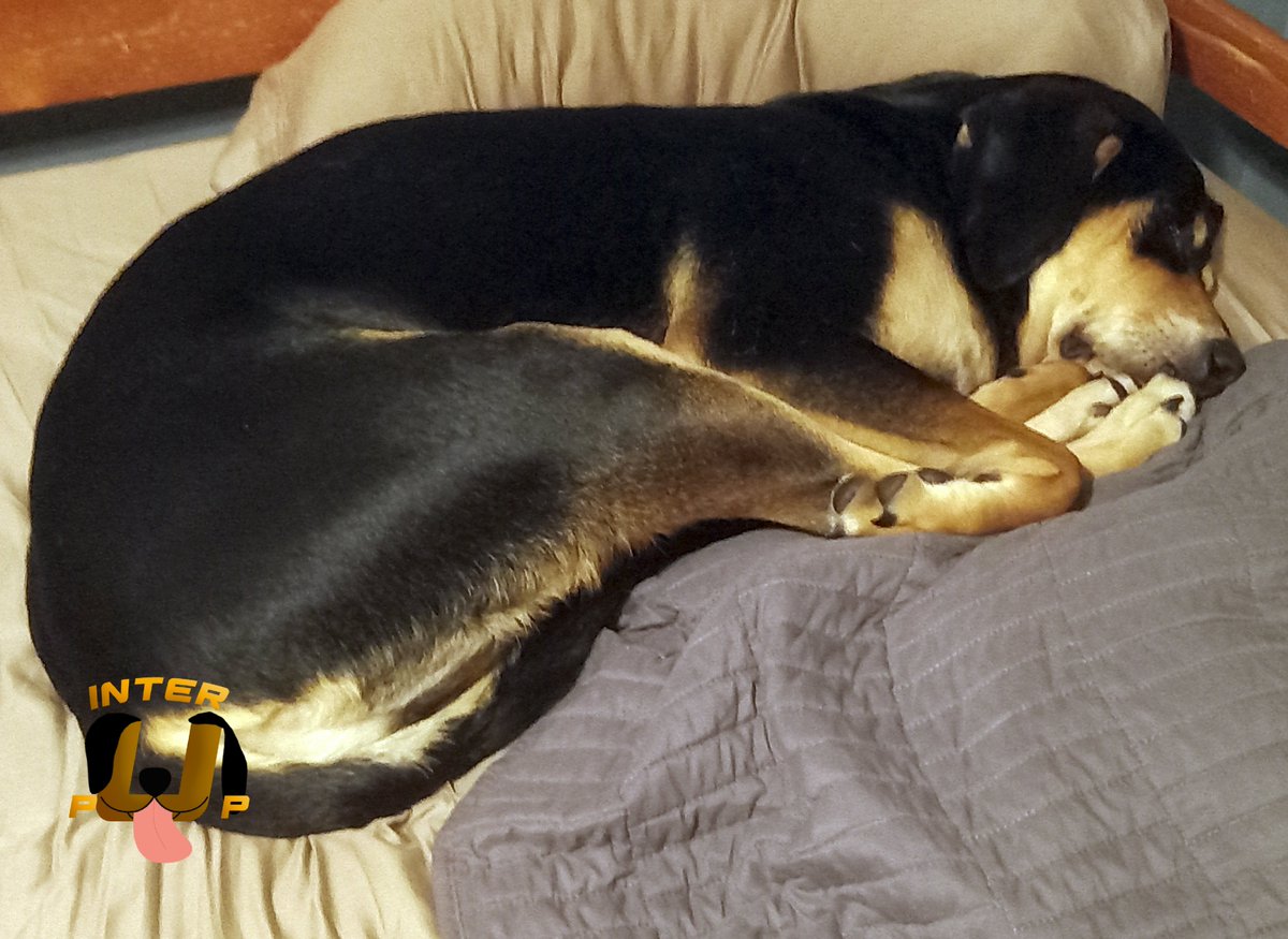 InterPup's tweet photo. I'm not sleeping, I'm just practicing my pretzel skills. | James Bean
#InterPup #JamesBean #Puppy #Pup #Dog #PuppyPictures #Beagle #Coonhound #BlackandTan #BlackandTanCoonhound #doggy #pet #mydog #doglover #pupper #bark #spoiled #dogstagram #dogsofinstagram #puppiesofinstagram https://t.co/qG49li0EkR