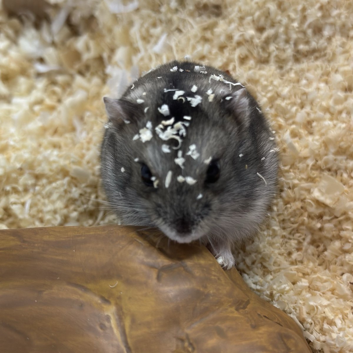 뚜찌빠찌뽀찌 tweet media