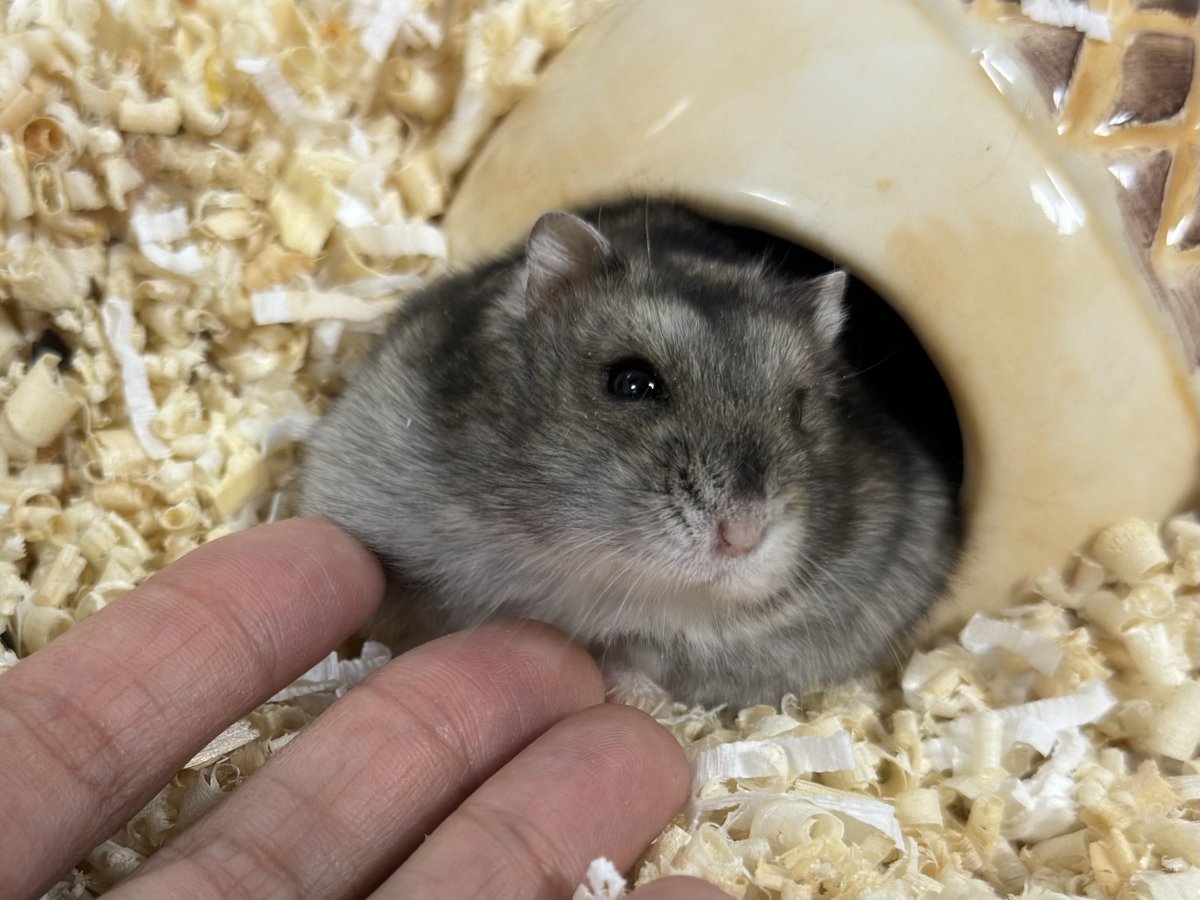 뚜찌빠찌뽀찌 tweet media