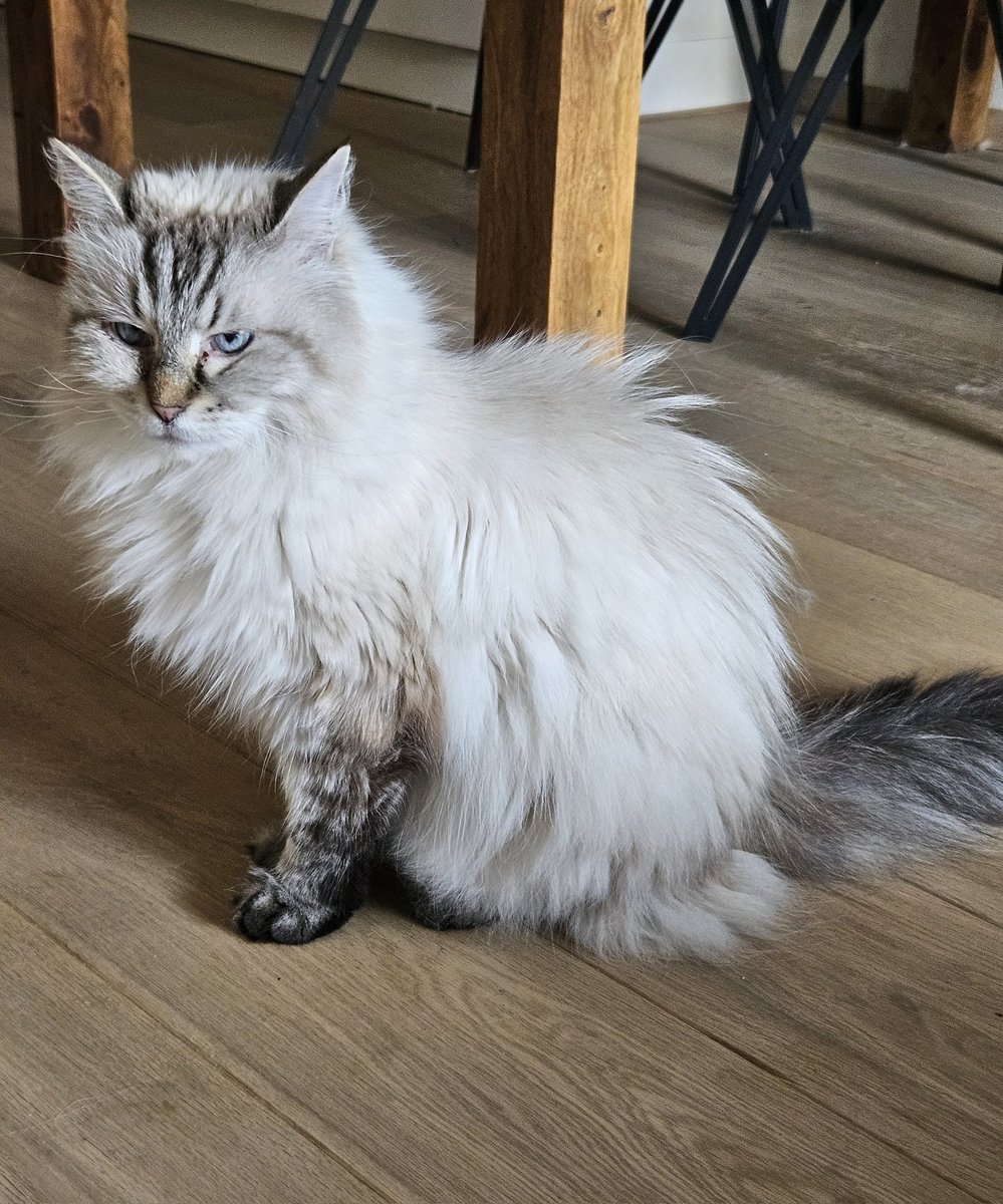 thehairycats's tweet image. Happy Monday. #Casper #SleepyHead