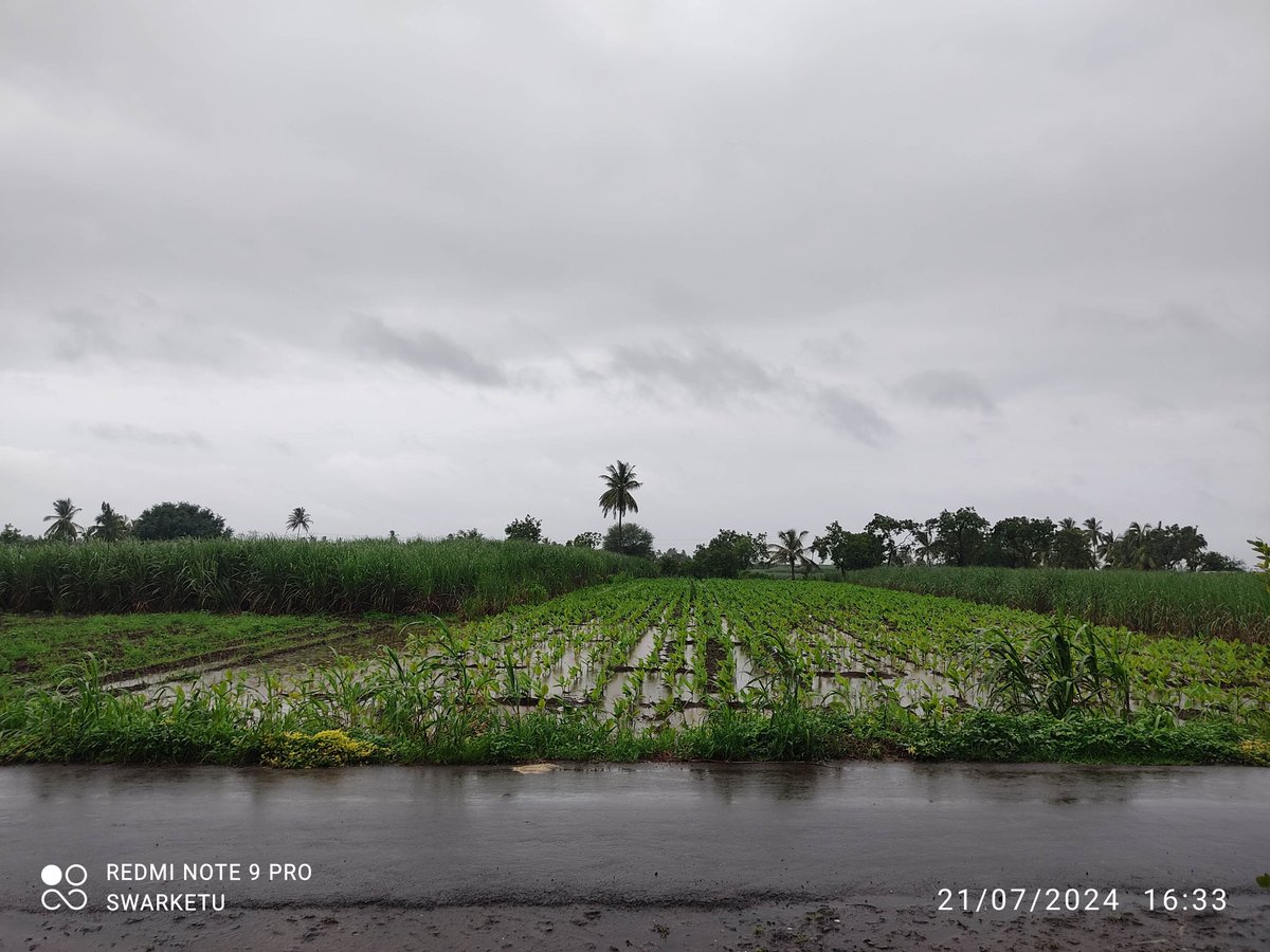 WeatherRadar_IN's tweet photo. 🌧️ Mesmerizing monsoon views from Burli, sent to us by our user Ketan Chougule. Enjoy the serene beauty of the season! 📸🌿 #MonsoonMagic #Burli #NaturePhotography #WeatherWonders https://t.co/YdBBH7UGZk