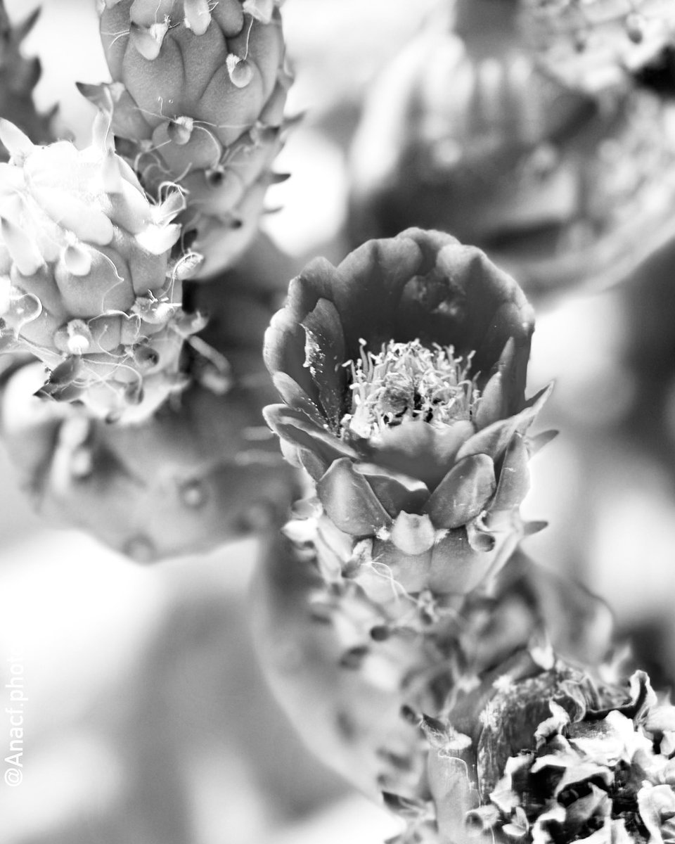 AnacfPhoto's tweet photo. Succulents have exquisite beauty which is why they are very popular and have won the hearts of many.

#blackandwhitephotography #bwphoto #bnwphotography #blackandwhitephoto  #travelphotography #flower #naturephoto https://t.co/kxXjkKiNiQ