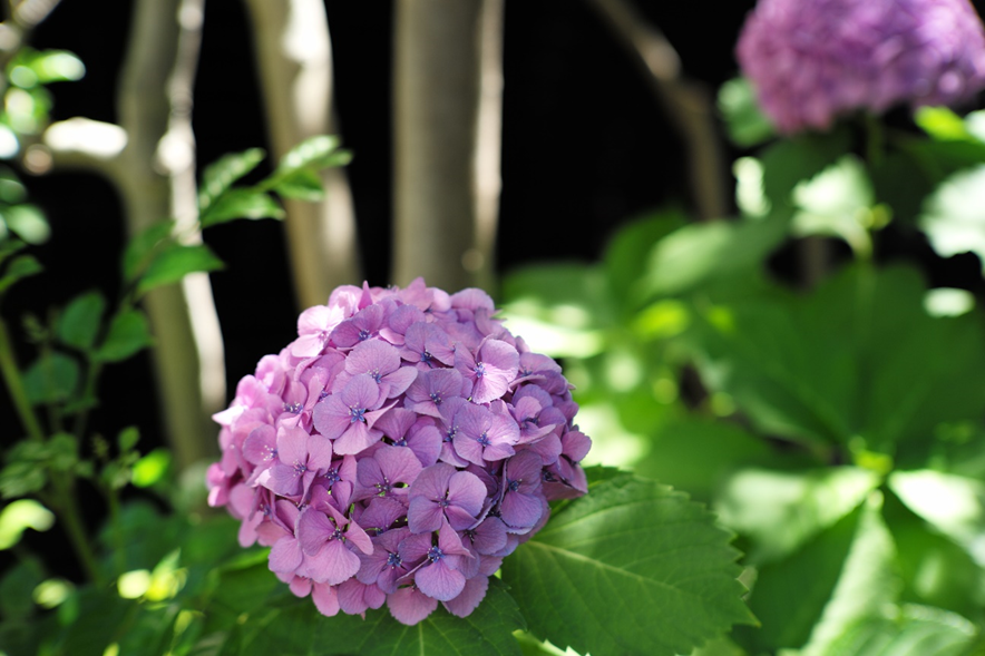 re_camera_tokyo's tweet photo. アールイーマガジン編集部です！
宮崎光学の50mmレンズ「MS-Optics SONNETAR 50mm F1.3」ゾンネタール50mmを紹介します。

■Leica Mマウント50mm「宮崎光学って」
https://t.co/FFLR5SlkjN

#50mm
#Leica
#Opticsレンズ
#Mマウント
#SONNETAR
#Typ262
#ゾンネタール50mm
#宮崎光学 https://t.co/XhrpJL1Zsi