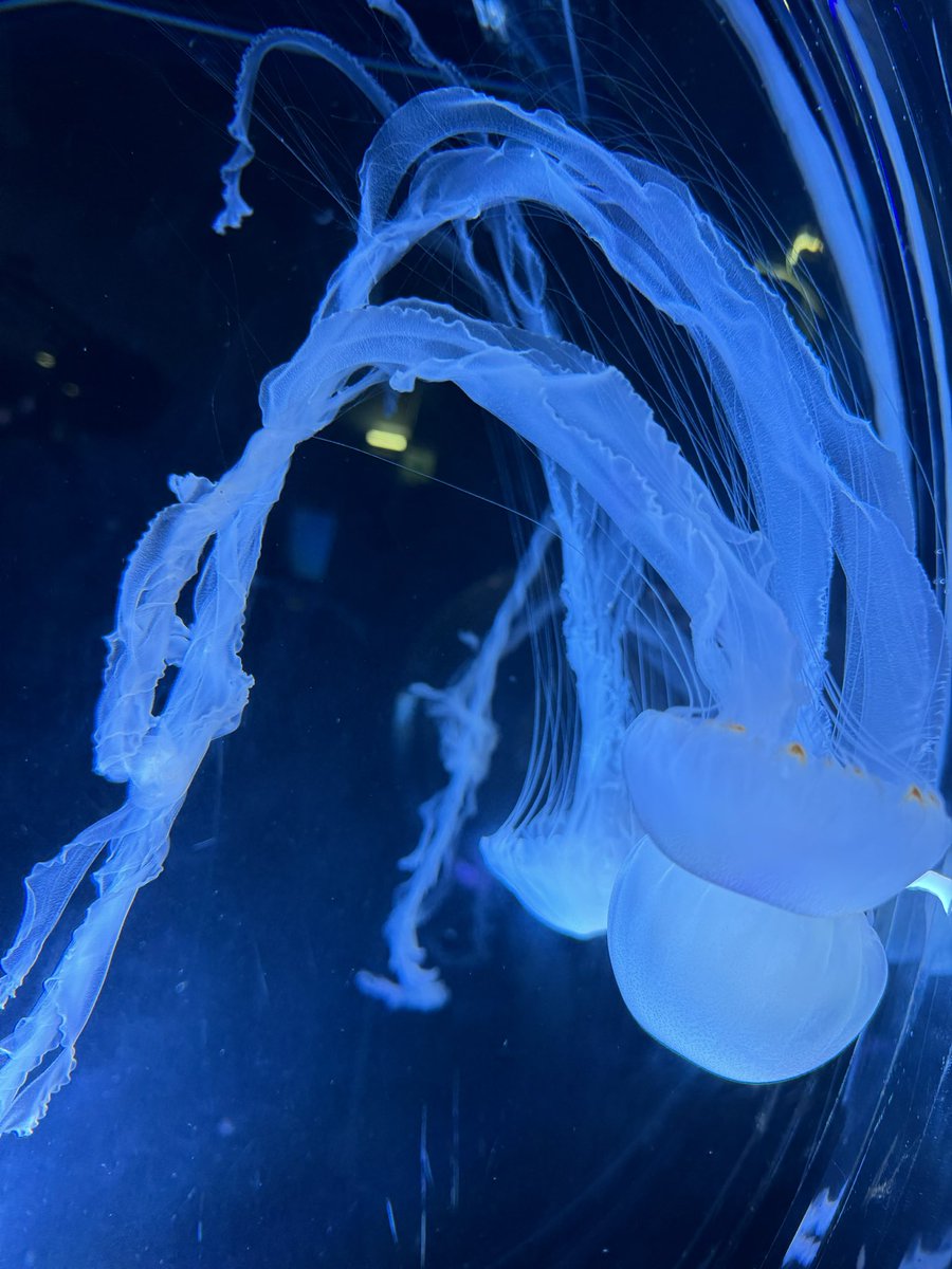 3_bbwc's tweet photo. ホテルでやなことあったけど明日は休みだし、楽しむぞ

この前の水族館でお気に入りの写真🪼 https://t.co/iKU72zLSE9