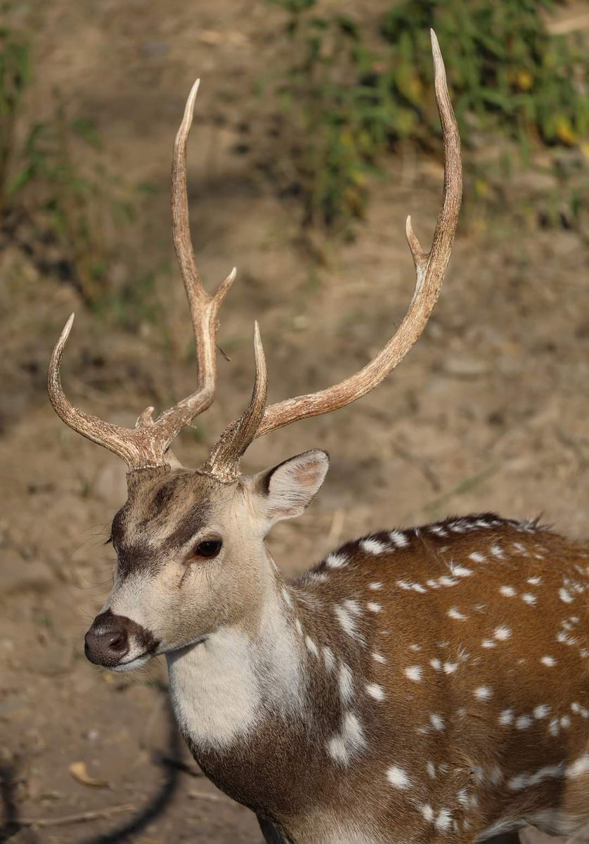 Good morning everyone 
#wildlifephotography
#photography 
#deer