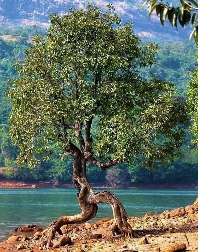 The Running Tree in Mulshi, Pune, India.
#LivingHeritage #OldTreesOfIndia

PS #PMC : You can’t run away from us. We are coming to catch you 🤪