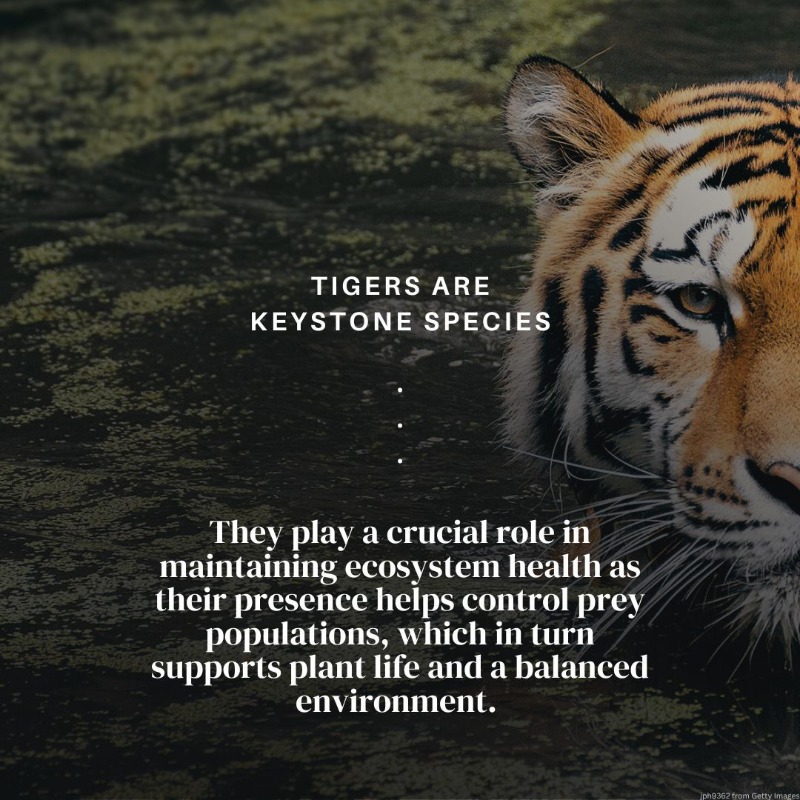 UNEP's tweet photo. Tigers are critical for sustaining diverse &amp; healthy forest ecosystems. But #ClimateChange, habitat loss, poaching, and human-wildlife conflicts are causing a decline in their populations.

On #InternationalTigerDay, discover why we need to protect them.