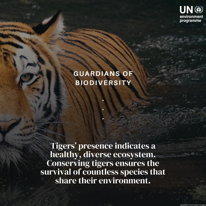 UNEP's tweet photo. Tigers are critical for sustaining diverse &amp; healthy forest ecosystems. But #ClimateChange, habitat loss, poaching, and human-wildlife conflicts are causing a decline in their populations.

On #InternationalTigerDay, discover why we need to protect them.