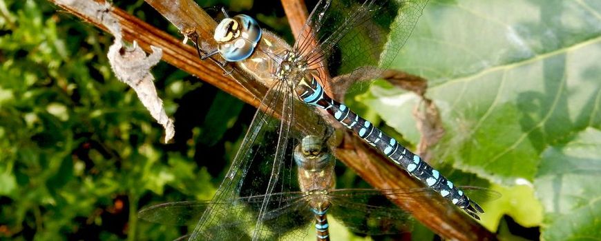 NatureTodayNL's tweet image. Week van de paardenbijter dlvr.it/TBBkfg