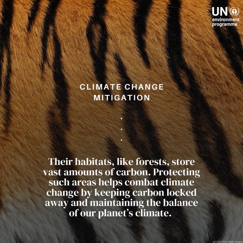 UNEP's tweet photo. Tigers are critical for sustaining diverse &amp; healthy forest ecosystems. But #ClimateChange, habitat loss, poaching, and human-wildlife conflicts are causing a decline in their populations.

On #InternationalTigerDay, discover why we need to protect them.