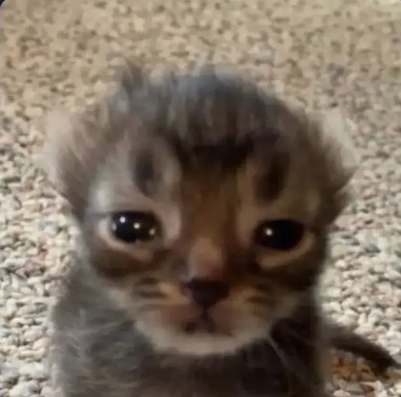 Punch Cat tweet media