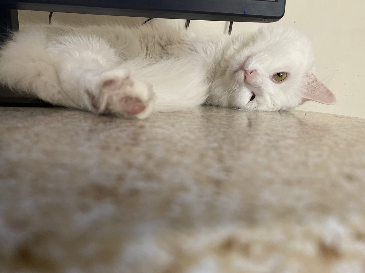 Qu33en_bean tweet media