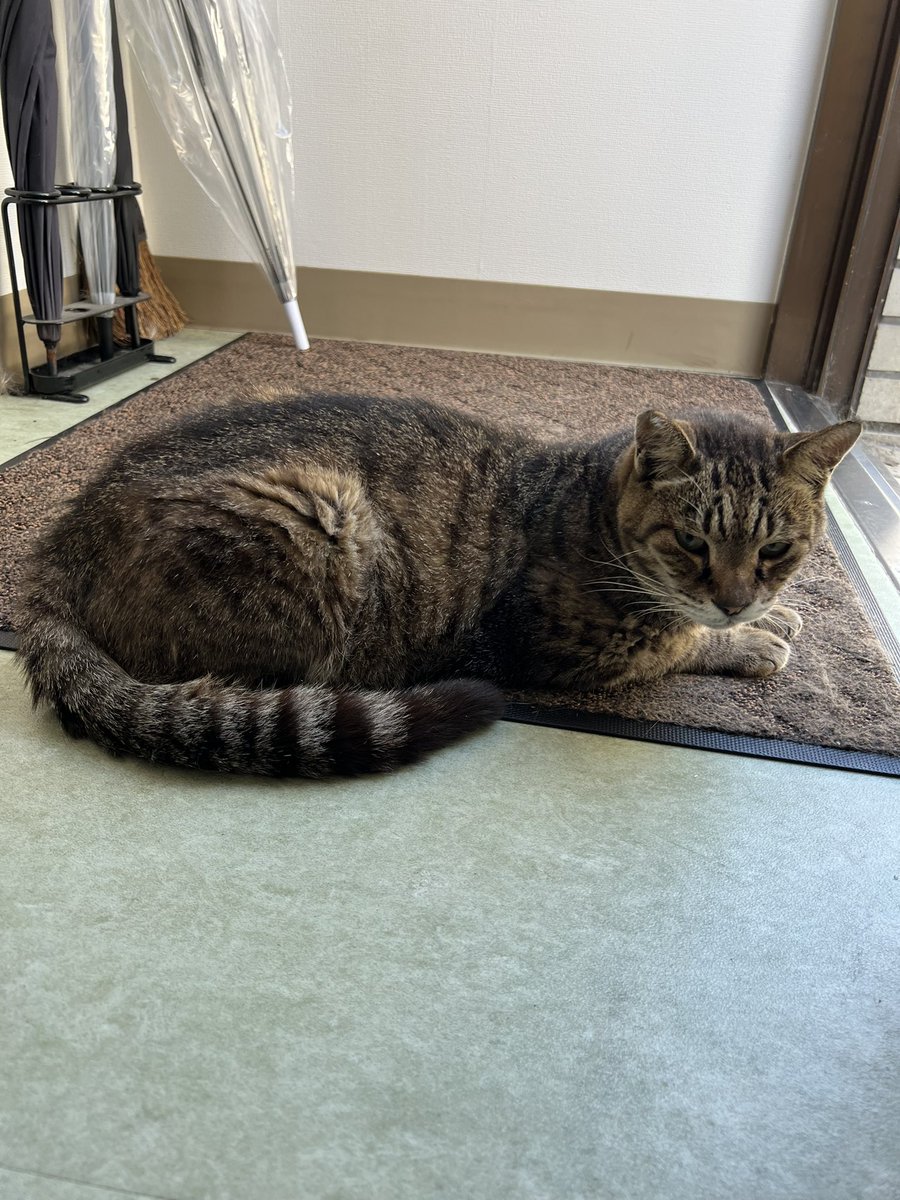 hjoka's tweet photo. 遅めのランチと休憩😽
#NYALSOK
#NECOM https://t.co/MC5Kya8I5U