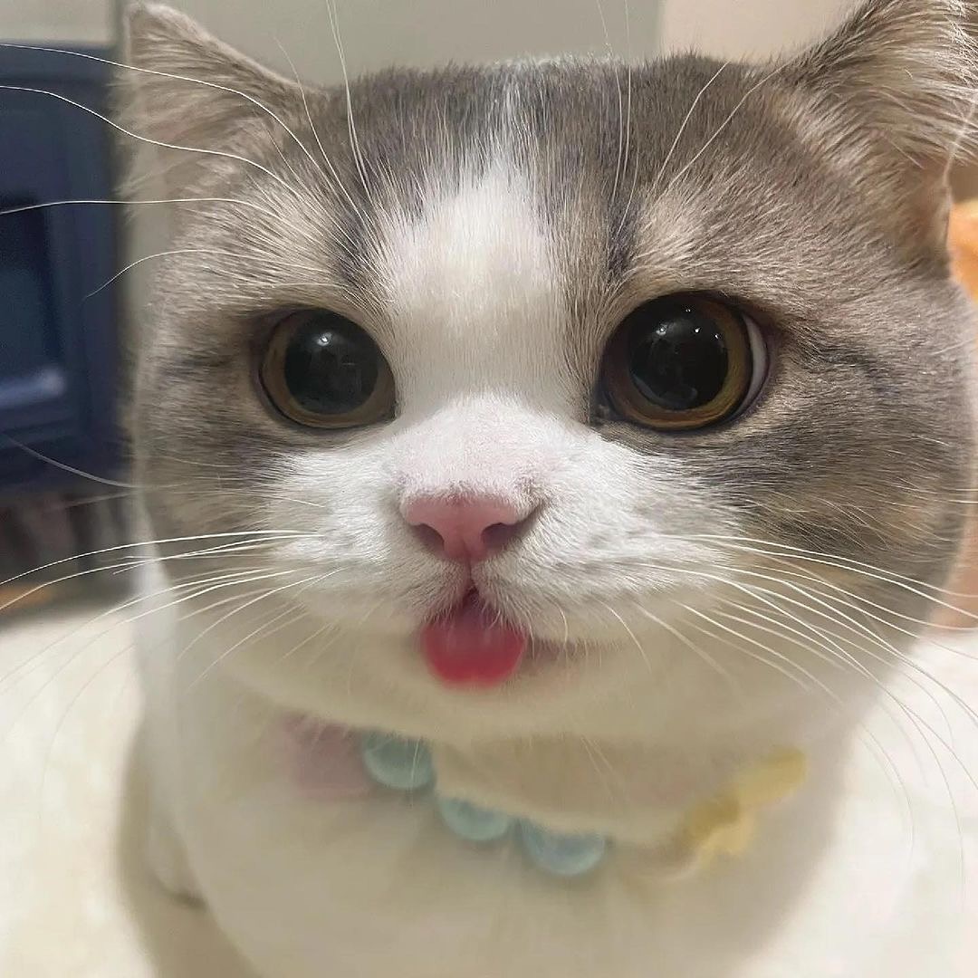 cutest cats (@cutestscats) on Twitter photo 