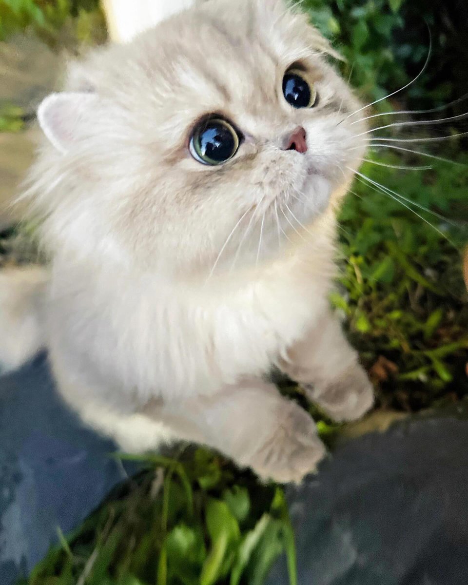 cutest cats (@cutestscats) on Twitter photo 