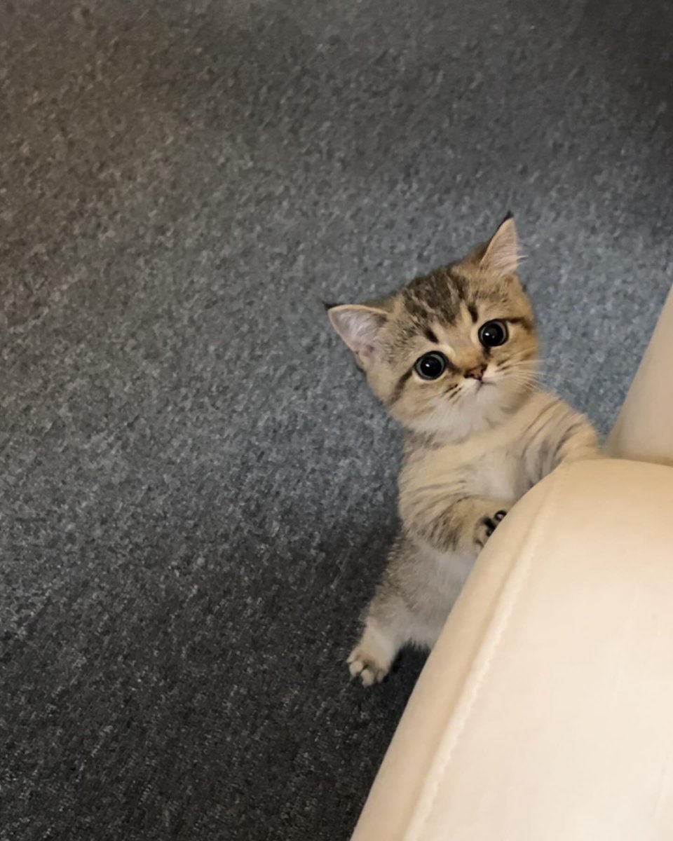 cutest cats (@cutestscats) on Twitter photo 