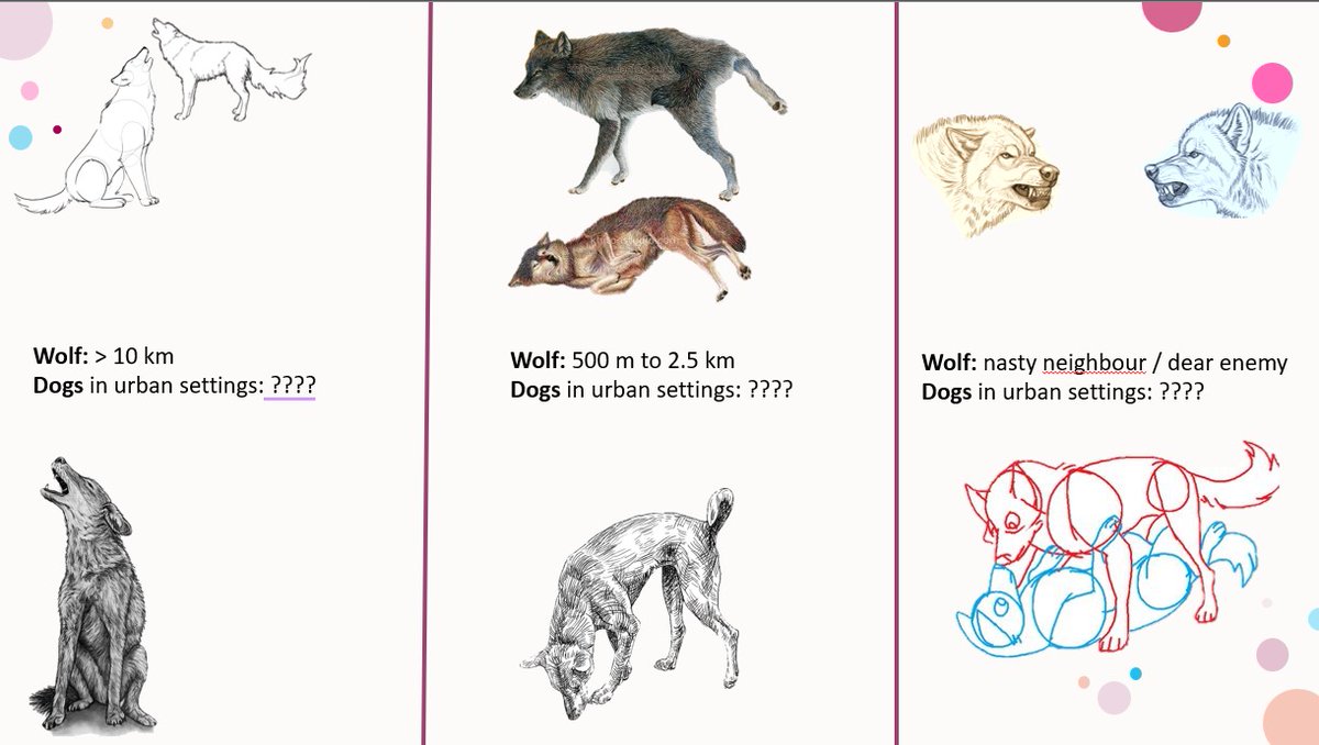ThinkpawsOrg's tweet photo. 🚨The science of #Animal #Domestication often overlooks the intra-specific (social) transitions necessary for the long-term transformations of wild, ancestral populations into modern-day commensals such as dogs, kites, monkeys, cats, pigs, and cattle. At https://t.co/CIiqI1OWMA & @delhikites, we explore diverse animal responses to urban environments, an unintended experiment on animal social interactions with humans across various ecological settings. We invite you to collaborate with us in unraveling these eco-evolutionary puzzles to address the emerging conflicts between humans and urban commensals, which impact public health through physical injuries and zoonotic diseases. Conversely, these non-human residents also serve as companion animals, sparking debates on #coexistence conundrums. #THINKPAWS is an @India_Alliance project led by @_NishantK, in association with @wii_india, @weareAUD & @OxfordBiology/@school_of_arch et al.