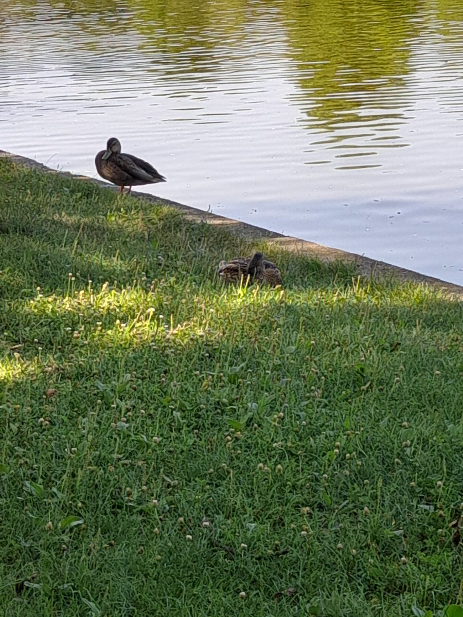 cristina_reads's tweet image. Have a great everyone ! Here’s something nice ! 

#ducks
#beautifulweek
#newday
#park
#summerdays