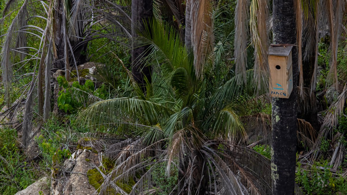 Bioparc conservation (@bioparconservat) on Twitter photo 🇧🇴 Des nouvelles d'<a href="/armonia_bolivia/">Asociación Armonia</a> et des #aras de Lafresnaye dans le Parc National d'El Palmar en #Bolivie !
🙌 Bonne nouvelle : le comité Conserva Aves lui a confié la gestion de la création d'une zone protégée infranationale pour la #conservation d'#espèces menacées ! 🇧🇴 Des nouvelles d'<a href="/armonia_bolivia/">Asociación Armonia</a> et des #aras de Lafresnaye dans le Parc National d'El Palmar en #Bolivie !
🙌 Bonne nouvelle : le comité Conserva Aves lui a confié la gestion de la création d'une zone protégée infranationale pour la #conservation d'#espèces menacées !