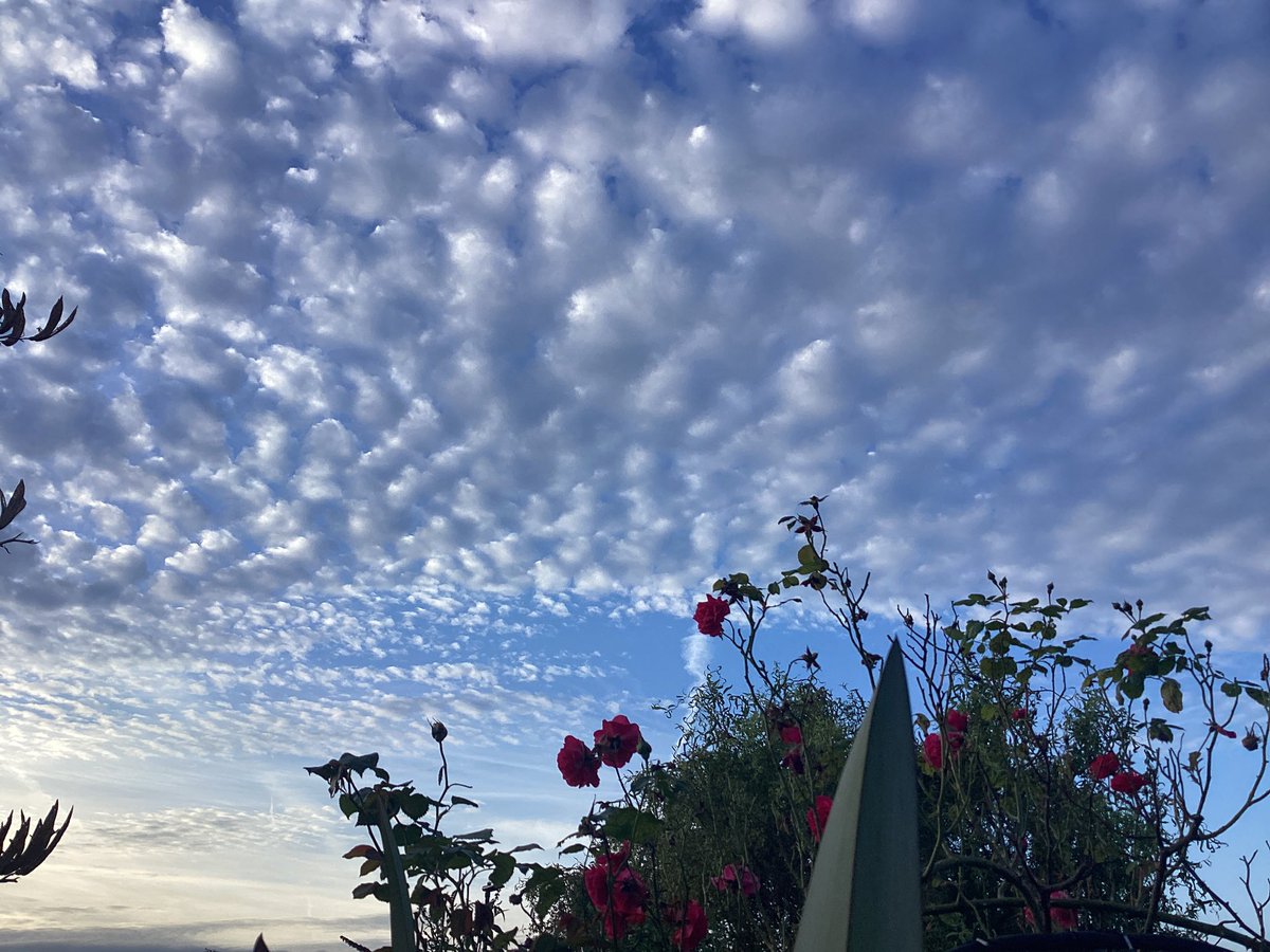 AntheaJames3's tweet image. #GoodMorningTwitter  Happy  Monday to all #TwitterFriends and more, #BubblyClouds  #MondayBlue #StormHour #LookingSouthEast