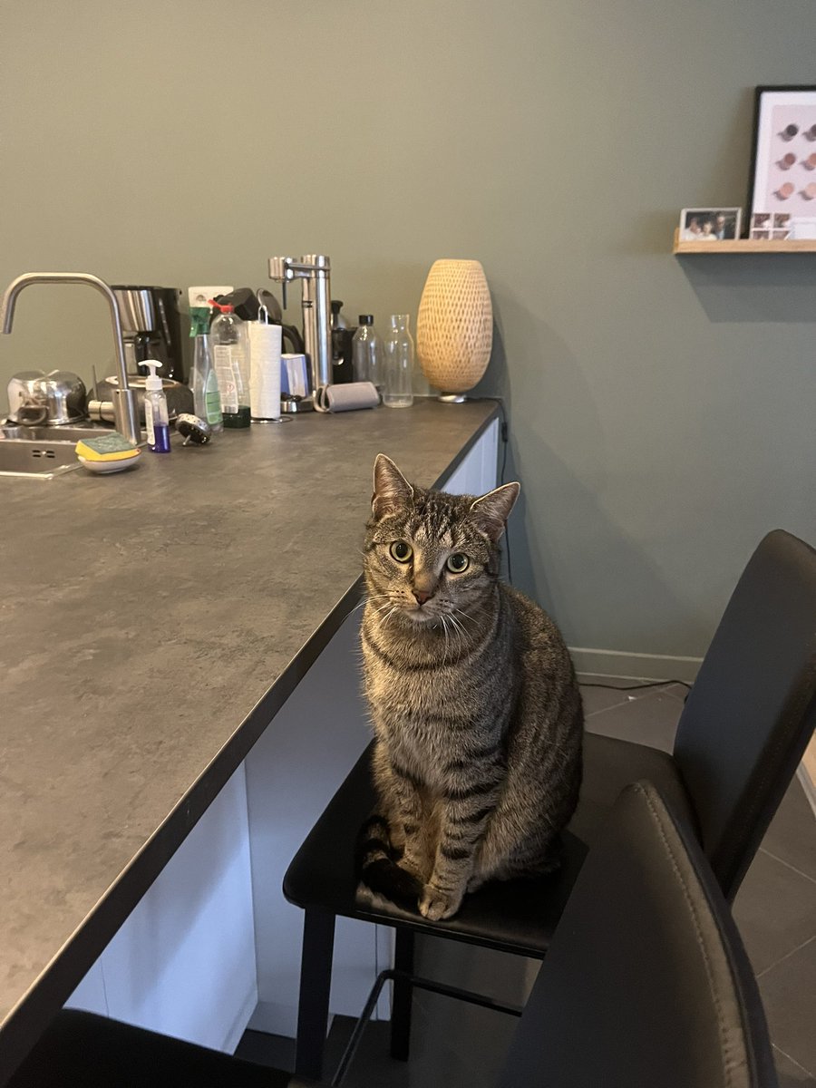 Voor de mensen regio Destelbergen/Sint-Amandsberg: Basile is ontsnapt sinds gisterenochtend en we missen hem. Zeer aanhankelijk, draagt een blauw bandje.
Laat iets weten als je hem spot 🐈