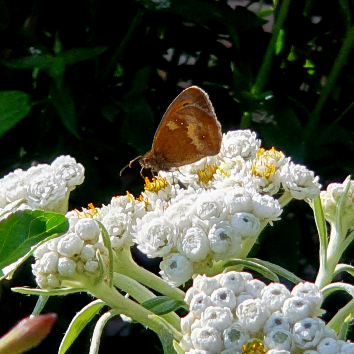 Eden Garden Services 🌱 tweet media