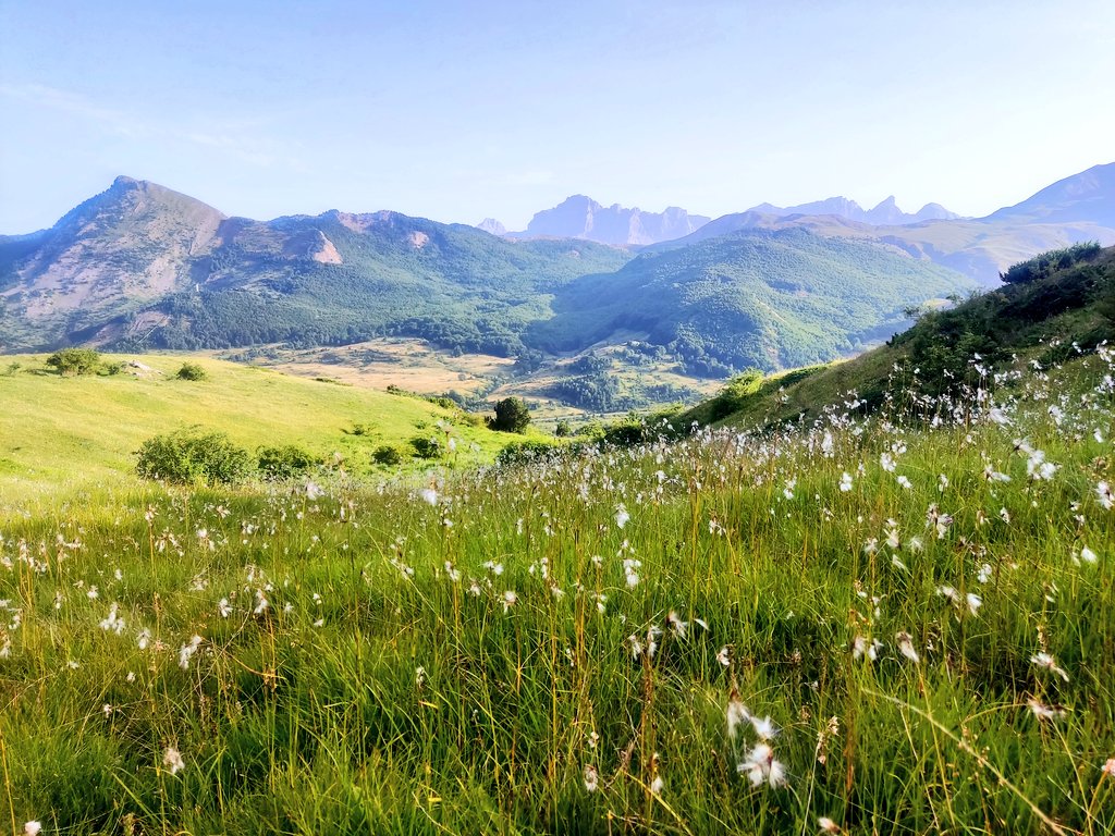 pjimmej's tweet image. The Pyrenees welcomed us with these nice Eriophorum latifolium-dominated wet meadows. I never thought this many botanists could have so much fun just because there were 7 species of Carex in one spot. The magic of sedges!