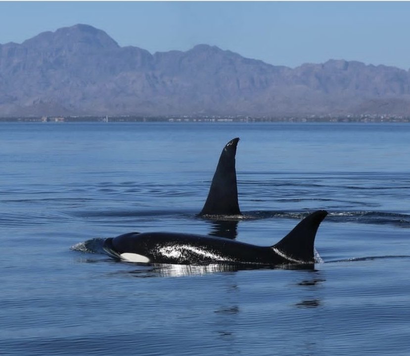 NakaweProject's tweet image. Explore Baja California with bajaadventures.com