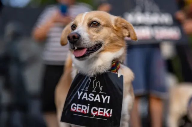Sokak köpeklerinin öldürülmesinin yolunu açan kanun teklifinin ilk 5 maddesi Meclis’te AKP-MHP oylarıyla kabul edildi.