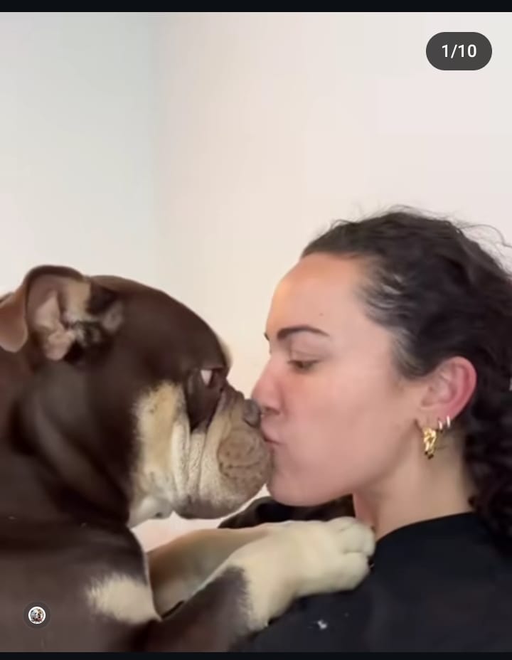 sumonma312's tweet photo. Pure Love. 
👉Follow us @sumonma312 
For daily Bulldog contents ❤️🐕
#bulldog https://t.co/BCSukHIaDU