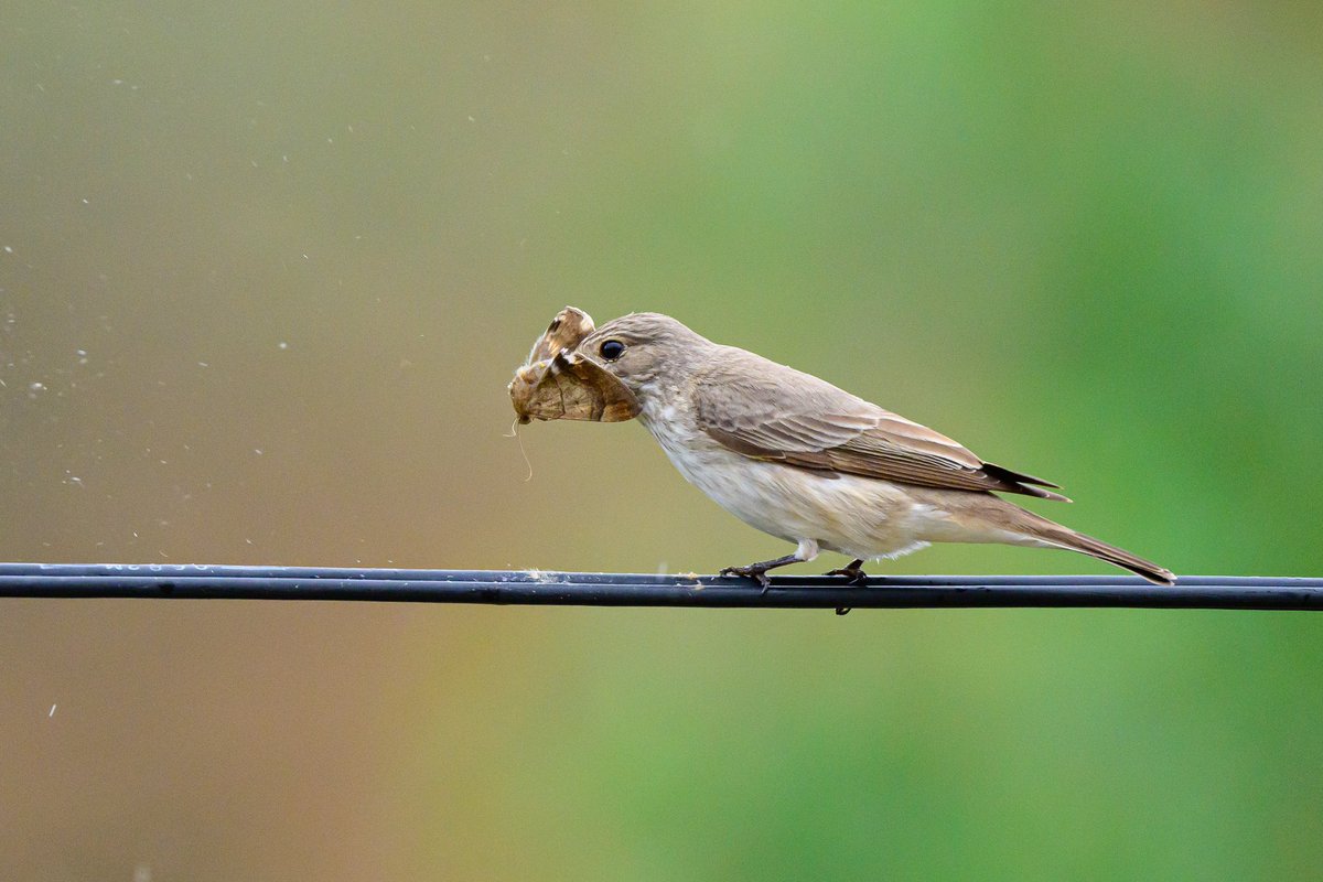 birdingnepal's tweet photo. Congratulations to Sanjay and Shankar for the remarkable discovery of a new bird species in Nepal - the Spotted Flycatcher!
This incredible achievement brings Nepal's total bird species count to an impressive 896. #BirdWatching #Nepal #Biodiversity #WildlifeConservation #birding https://t.co/xbY1CqNMg5