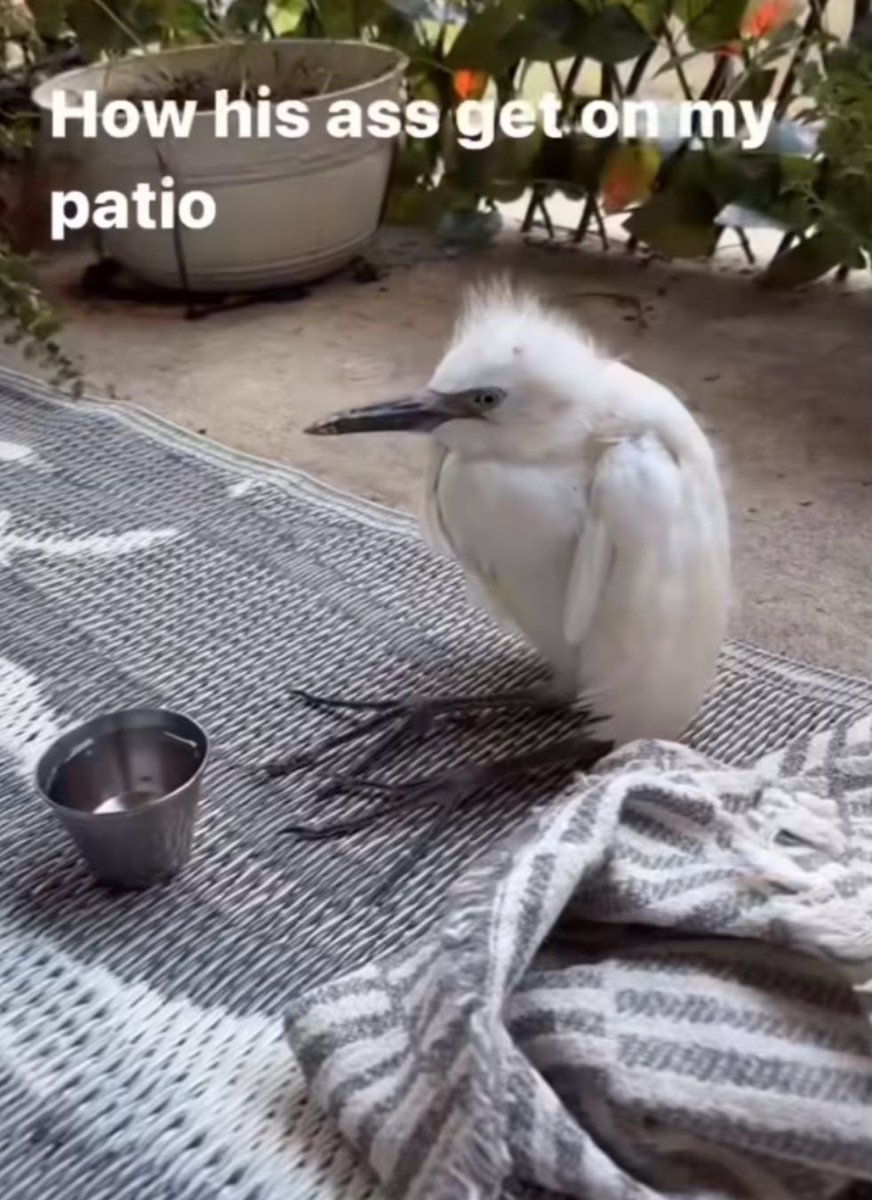 anyways i hate this fucking ugly ass bird does anyone even know what it is