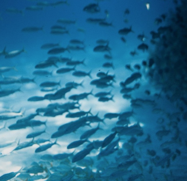 RevistaAlimenta's tweet photo. #SERVICIOS | El oro líquido que viene del mar: Blue Marine Oil pone en valor los descartes de la pesca

Además de aceite de pescado, logra obtener otros muchos compuestos  bioactivos de interés, gracias a una serie de tecnologías punteras 

https://t.co/GPqNiM3WpM https://t.co/4lRFP6HrOA