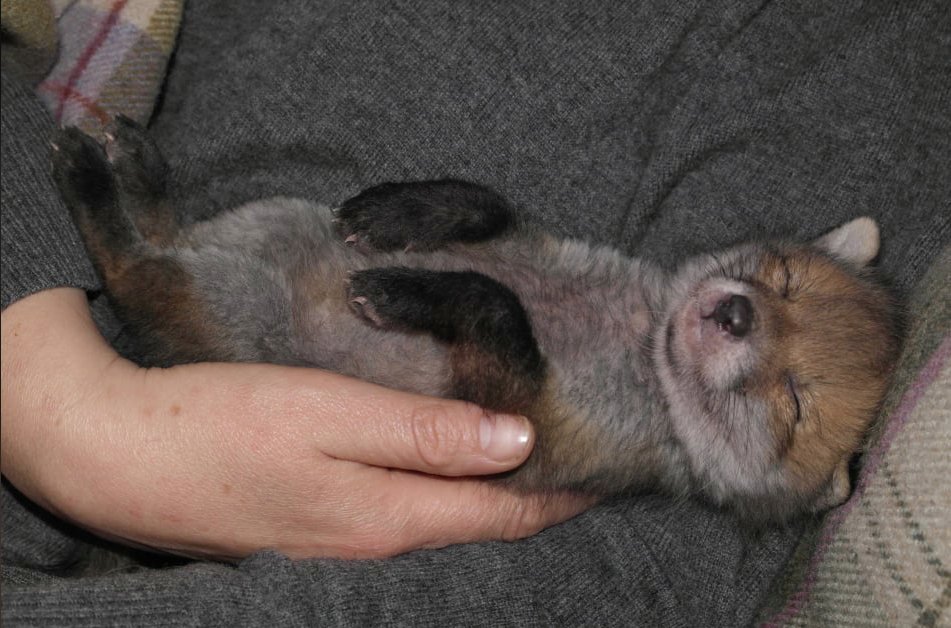 Something nice to start the week. Charlie shortly after arriving at ours and realising he was safe. This was 7years ago, he still needs a fussing every day.
#FoxOfTheDay