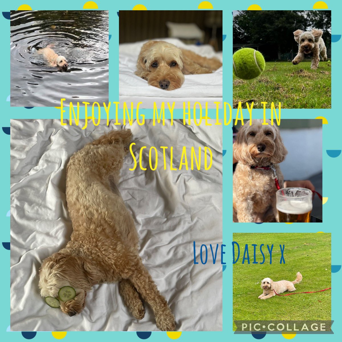 Daisy Dog tweet media