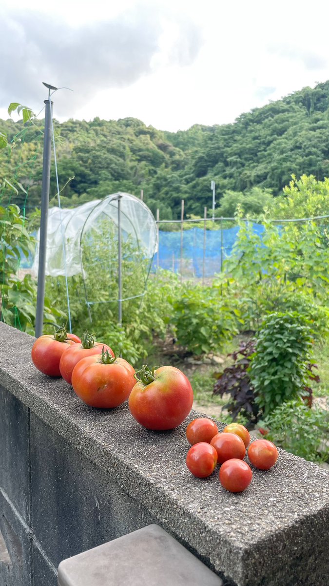 napo127's tweet photo. 庭から野菜を収穫できる日が増えてきました。夫は以前は家庭菜園を借りていたほどのガーデニング好きなので、今はすぐに庭に行けるのを喜んでいます‼️
私はもっぱら食べる係です😝 https://t.co/RcCf9g2ynv