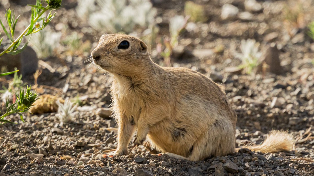 CECooperEcophys's tweet photo. Another small diurnal mammal of the Yolyn Am valley, #Mongolia, this time an Alashan ground squirrel. I am obsessed with #groundsquirrels; our poor guide had to stop so I could photograph every squirrel we saw. #MammalWatching. https://t.co/jf34VaSnfq