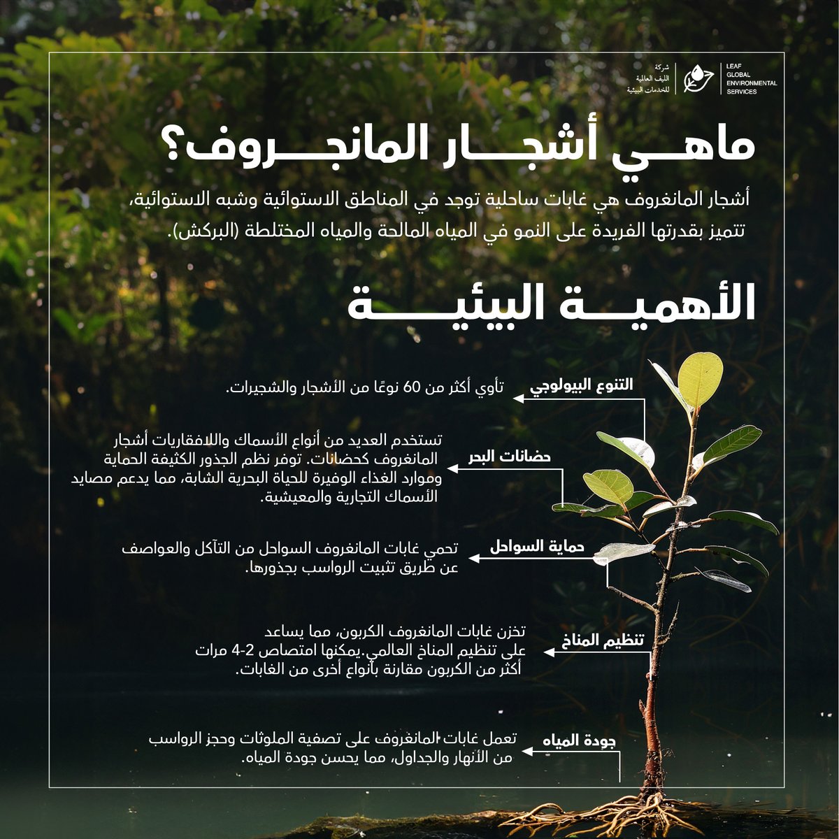 leafglobal_sa's tweet photo. 🌿 Discover the Wonders of Mangroves! 🌿
🌿 اكتشف عجائب المانغروف! 🌿

#leafglobal #LGES #ليف_العالمية #الليف_العالمية #مانجروف #اسبوع_المانجروف #mangrove #MangroveDay https://t.co/9uOd7vdqk9