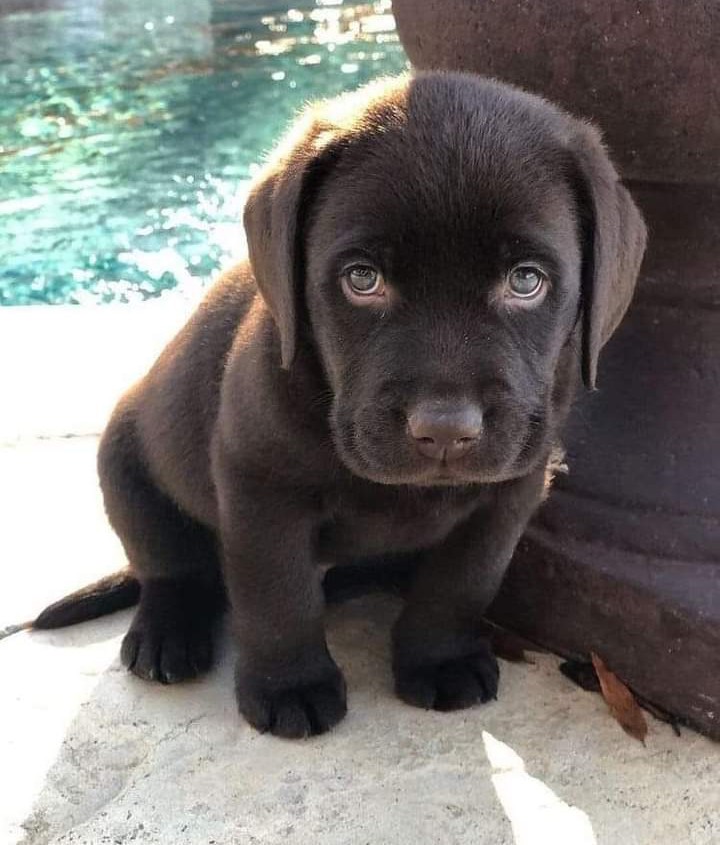 Nazım Hikmet'in ölen köpeğine yazdığı mersiyeden:
Kaç sabahtır uyanıyorum,
Dinliyorum ortalığı,
Kapımı tırmalayan yok.
Ağlamak geliyor içimden,
Ağlayamadığım için utanıyorum.
İnsan gibiydi.
Hayvanların çoğu insan gibidir,
Hem de iyi insan gibi..
#YasaDeğilCinayet
#YasayıGeriÇek