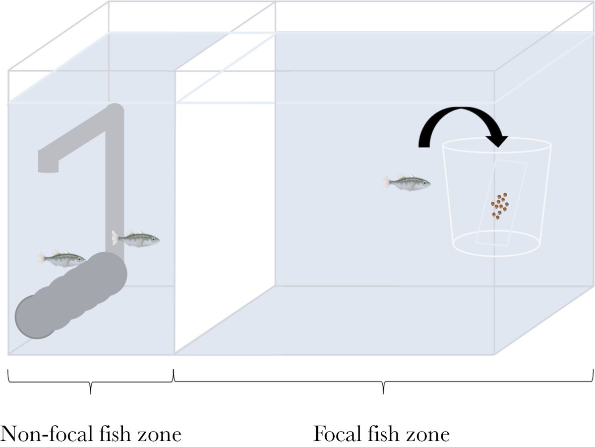 Effects of maternal age and environmental enrichment on learning ability and brain size
#Fish #CognitionBrain #ParentalInvestment #EnvironmentalComplexity

doi.org/10.1093/beheco…