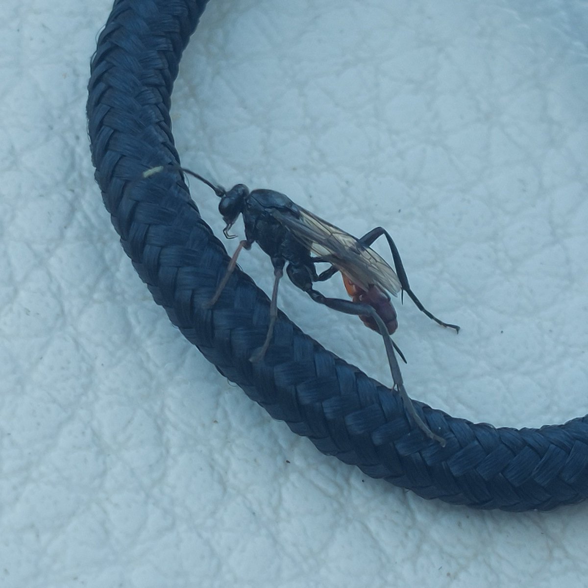 ElenaObradovic1's tweet image. This lovely ichneumonid decided to check out my deckchair yesterday, including my copy of #EndlessForms !