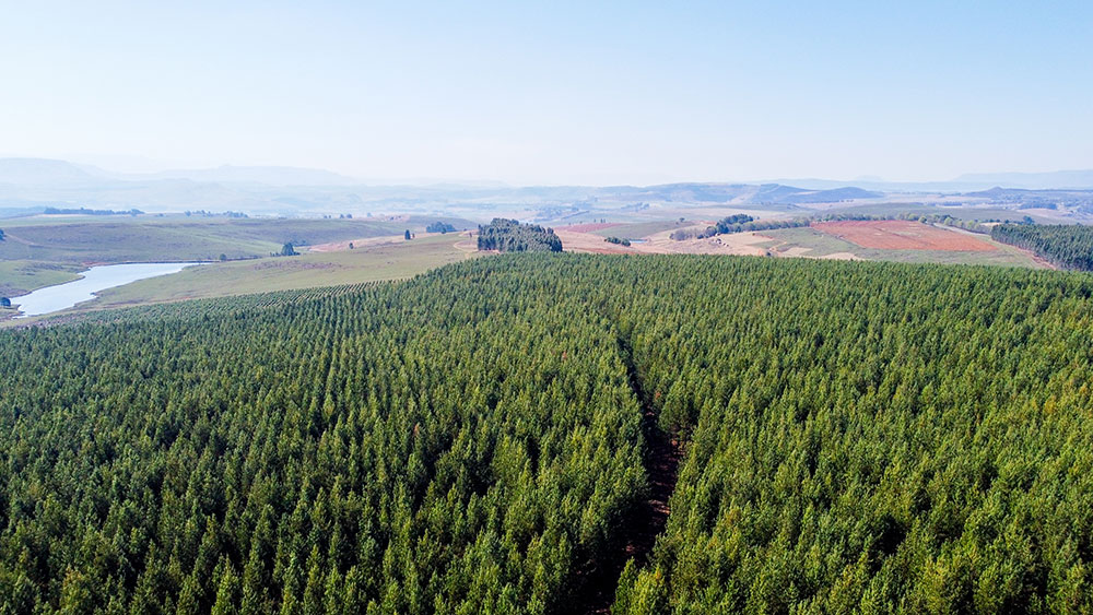 SA Forestry magazine tweet media