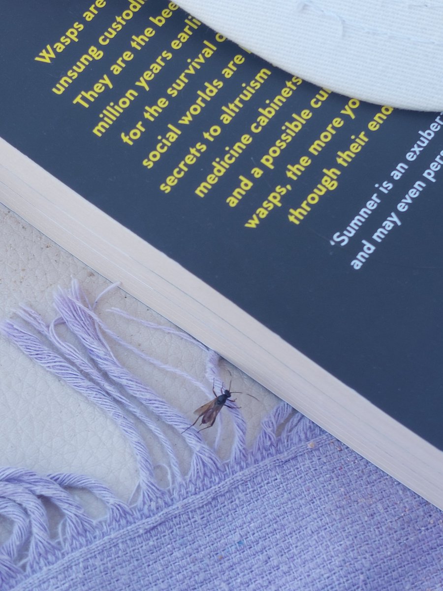 ElenaObradovic1's tweet image. This lovely ichneumonid decided to check out my deckchair yesterday, including my copy of #EndlessForms !
