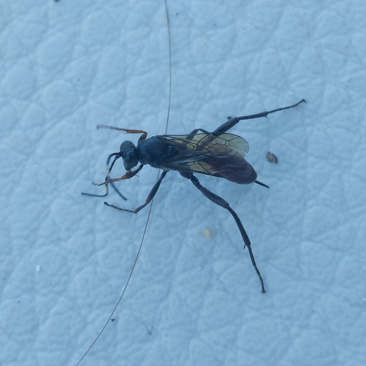 ElenaObradovic1's tweet image. This lovely ichneumonid decided to check out my deckchair yesterday, including my copy of #EndlessForms !