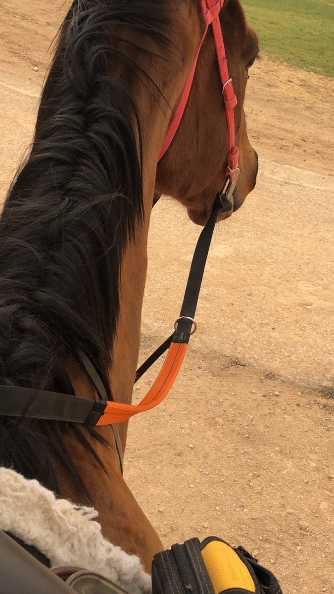 Rr__2012's tweet photo. لولا عناد الخيل ماكان خيال
وماكل خيالٍ يروّض عنيده .. 🐎 https://t.co/kCINbYt9VW