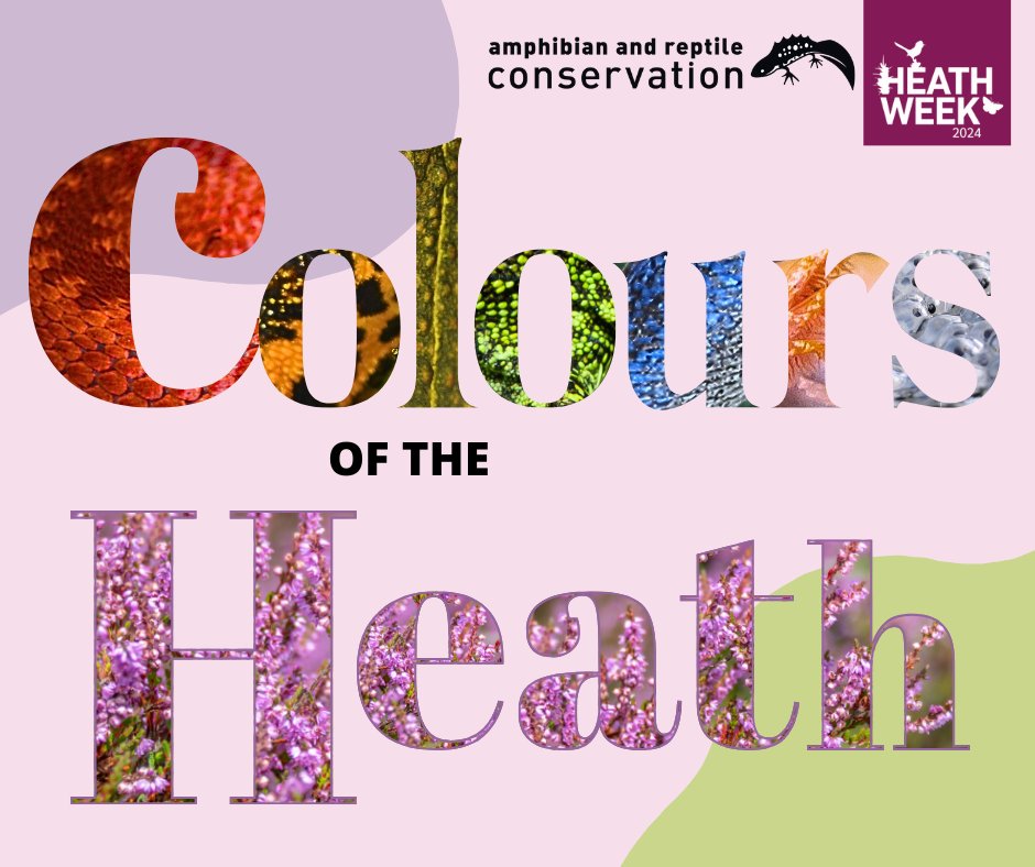 Amphibian and Reptile Conservation tweet media