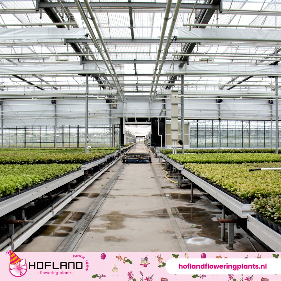 Bij Hofland Flowering Plants maken we gebruik van Geïntegreerde Gewasbescherming (IPM) om de gezondste en mooiste planten te garanderen. 🌿

#HoflandFloweringPlants #GeïntegreerdeGewasbescherming #Biologische #Duurzaamheid #Milieuvriendelijk #GroeneToekomst #GezondePlanten
