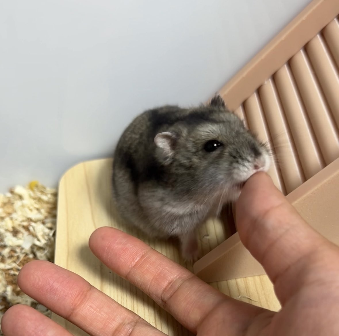 뚜찌빠찌뽀찌 tweet media